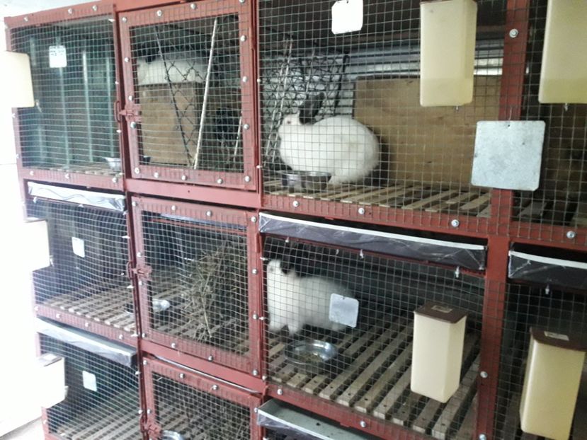  - ADAPOST - CALIFORNIAN