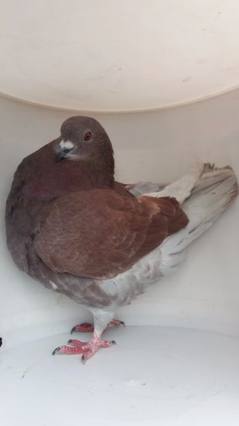 M 2017 vandut - De vanzare kingi