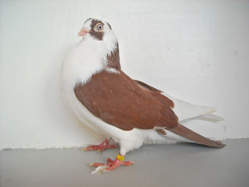 cazatoare - jucatori de galati pe ros