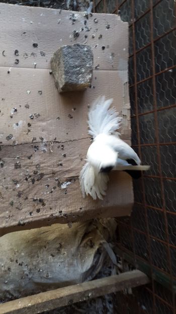 IMG-20171002-WA0142 - cap de maur