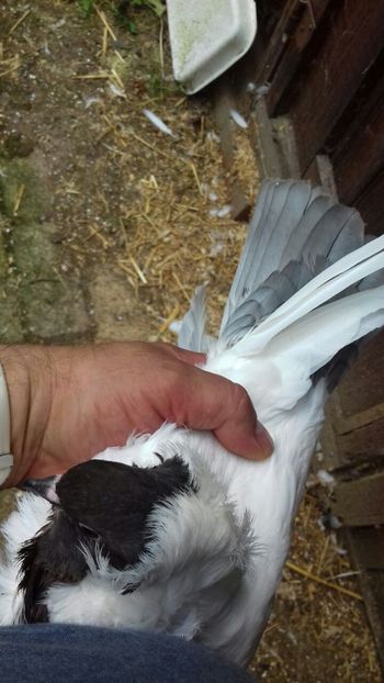 IMG-20170720-WA0000 - cap de maur