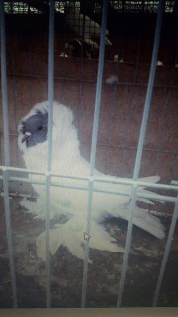 Proiect 2018 - cap de maur