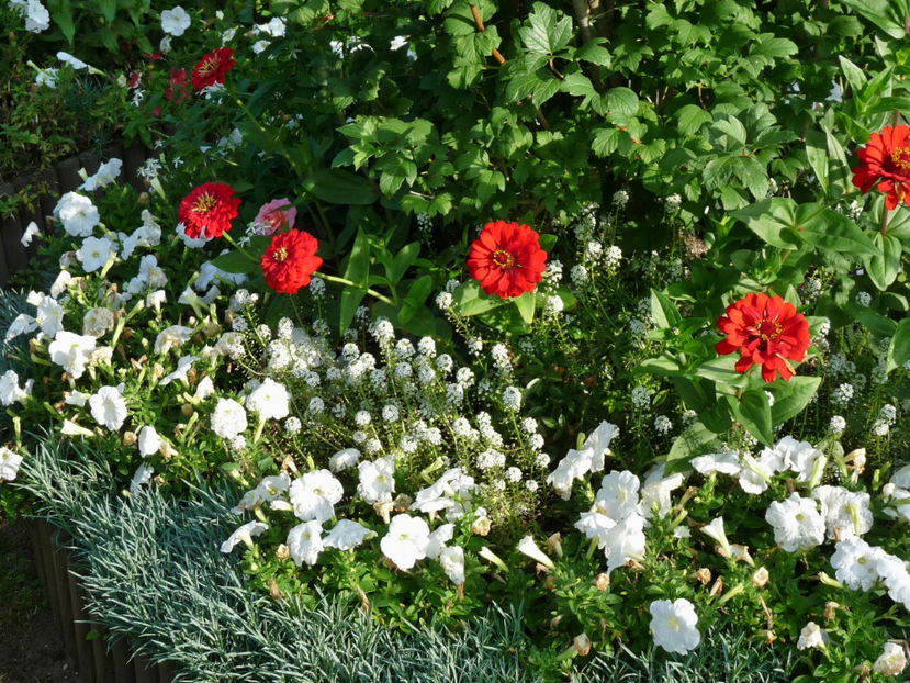  - Alyssum
