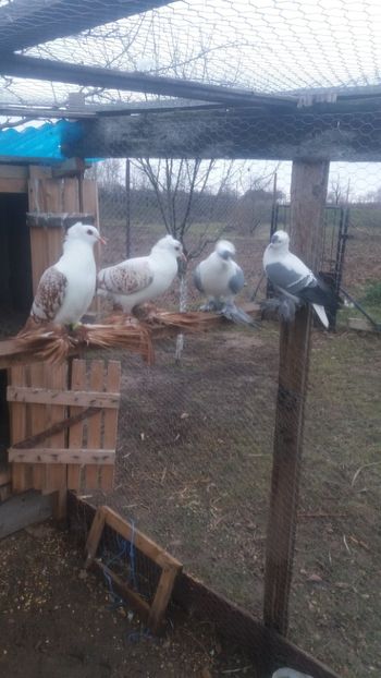  - Randunele de saxonia