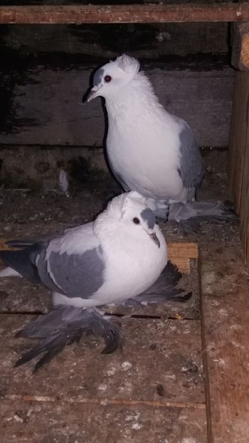  - Randunele de saxonia