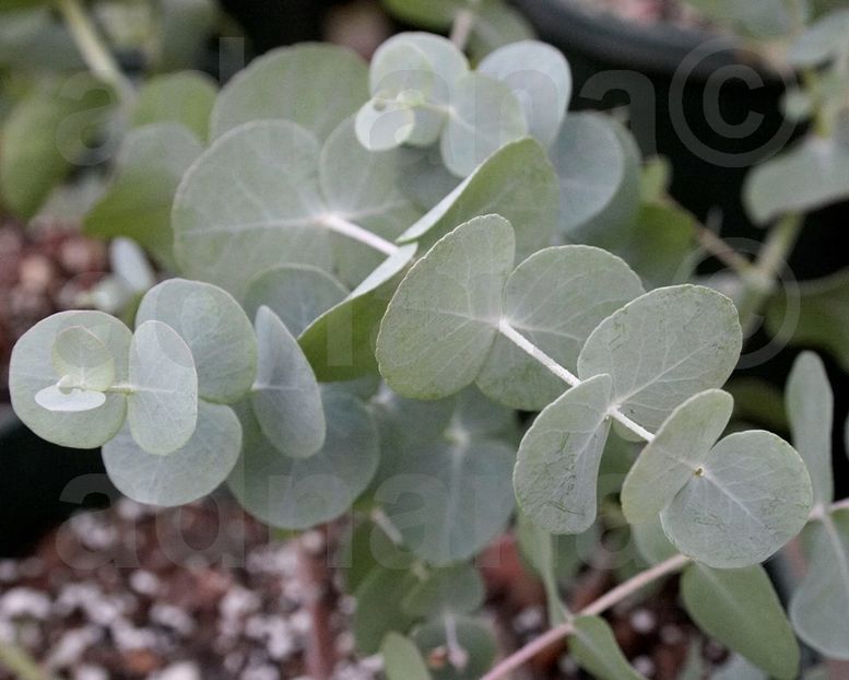  - Eucalyptus gunnii