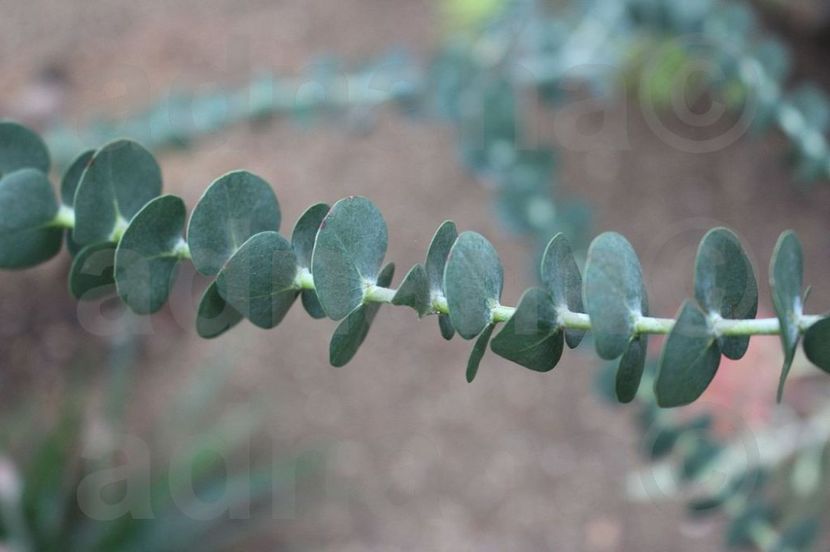  - Eucalyptus gunnii