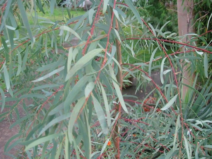  - Eucalyptus nicholii
