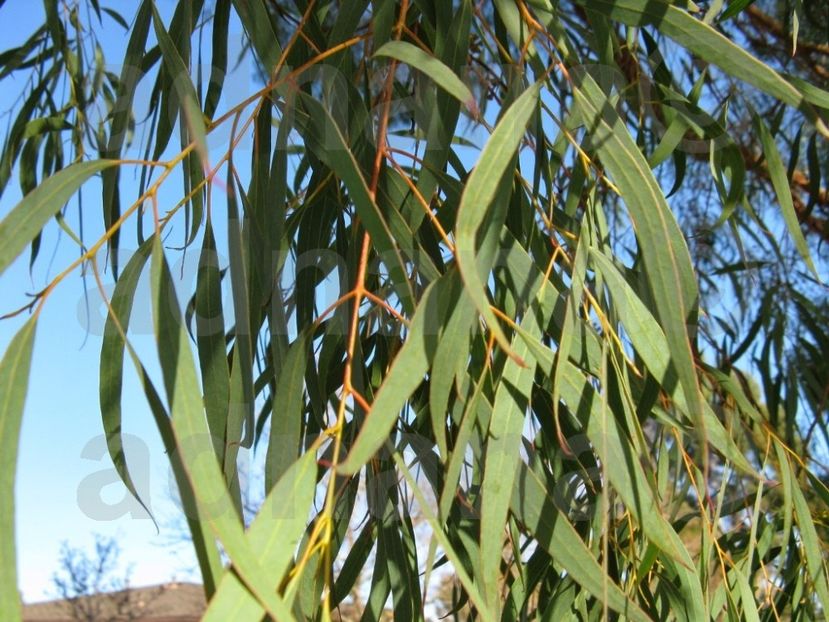  - Eucalyptus nicholii