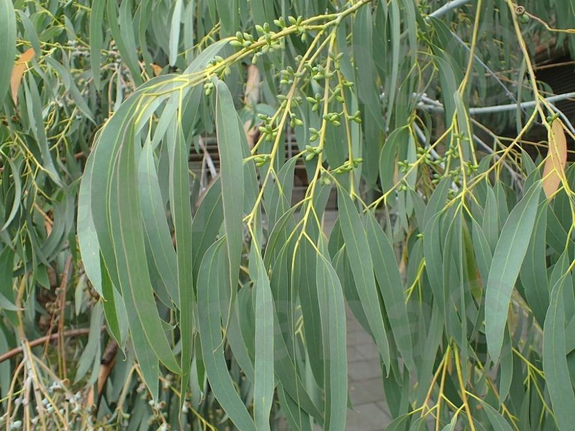  - Eucalyptus perriniana