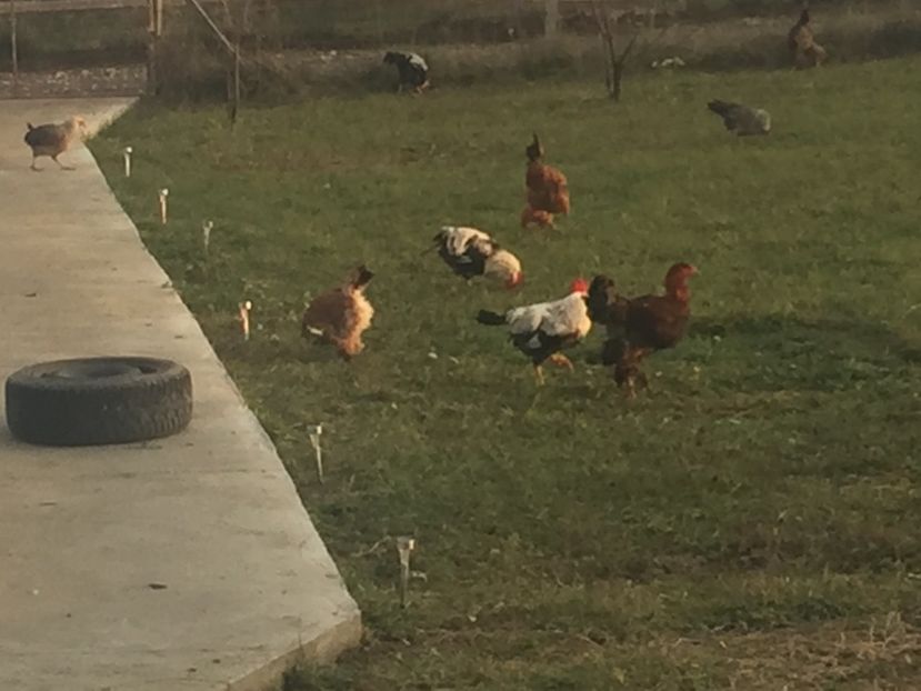 2D81351C-7286-4919-9866-F28EDCC8844A - Gaini Brahma