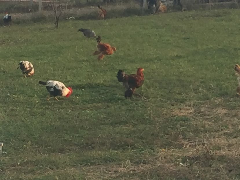 BF43B072-77B2-47B4-93BF-5D7505D35FCE - Gaini Brahma