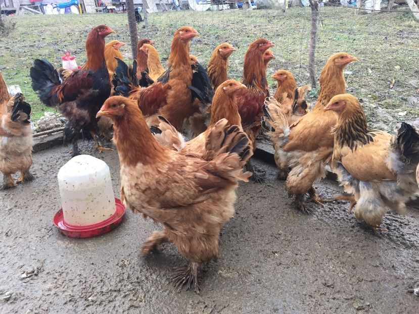 F073D4FC-ADEA-4E5F-AC6C-3D535134EACD - Gaini Brahma