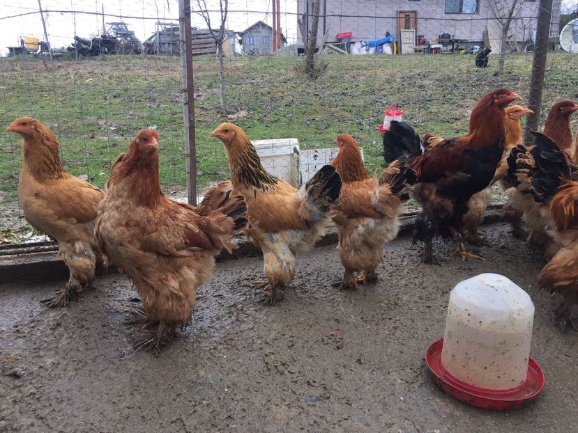 BBCA9EBE-4E7E-42D7-8BEE-165122C01D22 - Gaini Brahma