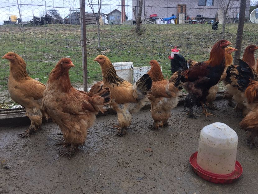 CA087798-626F-4B56-BAFF-542FEE2A1EAD - Gaini Brahma