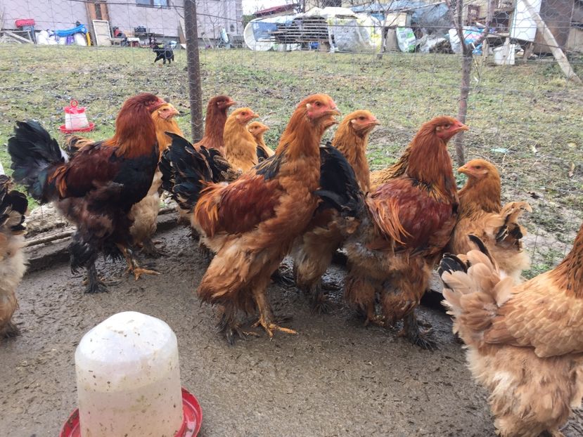 512CB51E-2728-44F5-9FD2-6451AB0D436D - Gaini Brahma