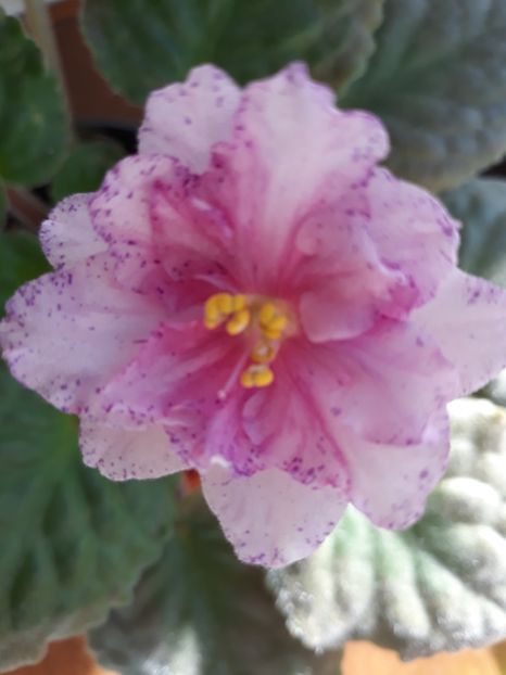 Nec E - AA violete africane de colectie