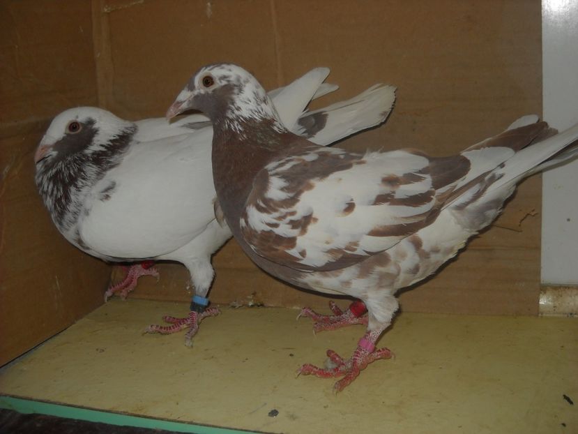  - UNDEVA IN SUCEAVA arhiva