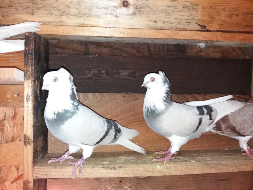  - Jucători de Amara