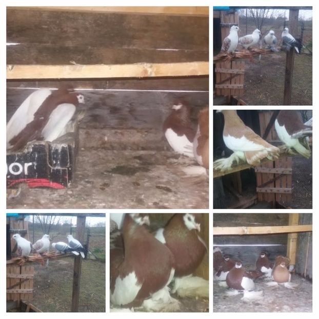 20171214_145634-COLLAGE - Volga