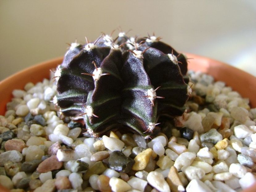 Gymnocalycium friedrichii - Cactusi 2017 Gymnocalycium