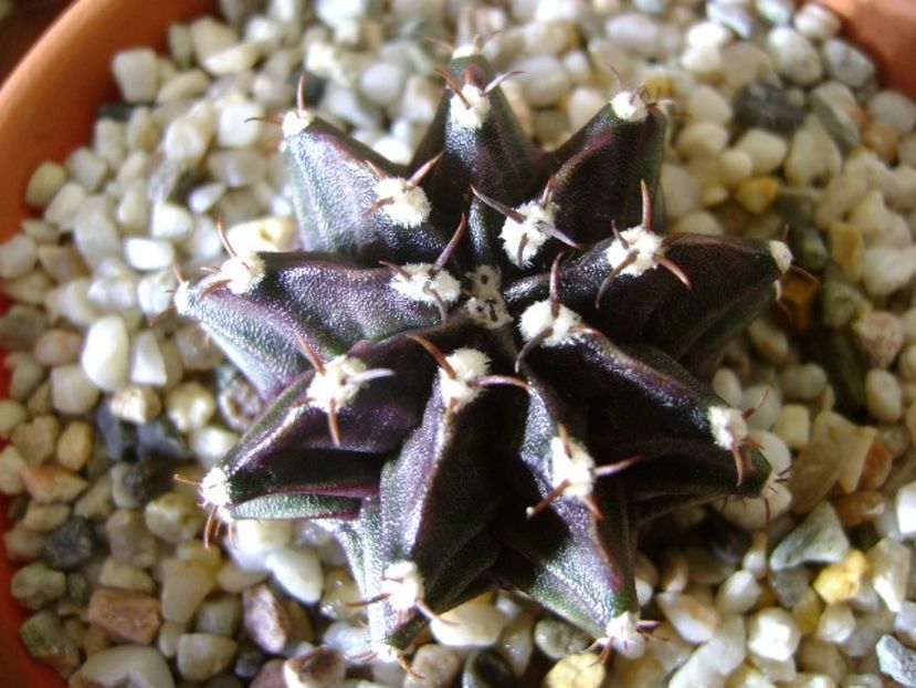 Gymnocalycium friedrichii - Cactusi 2017 Gymnocalycium