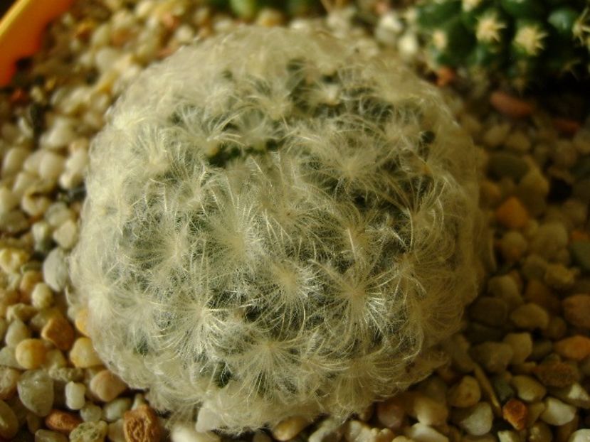Mammillaria plumosa - Cactusi 2017 final de an