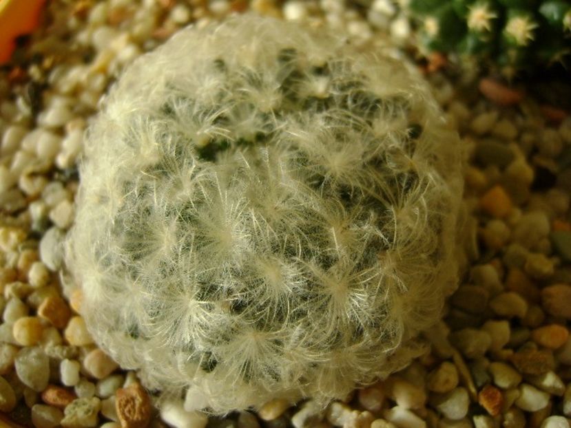 Mammillaria plumosa - Cactusi 2017 final de an
