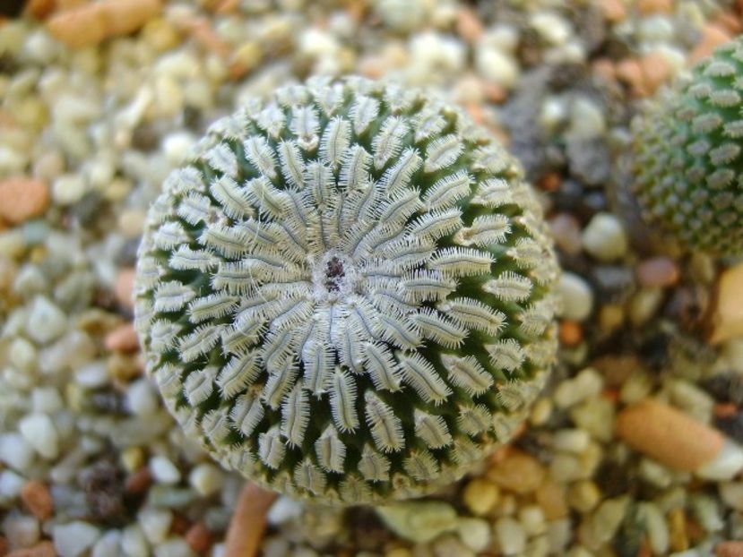 Turbinicarpus pseudopectinatus - Cactusi 2017 final de an