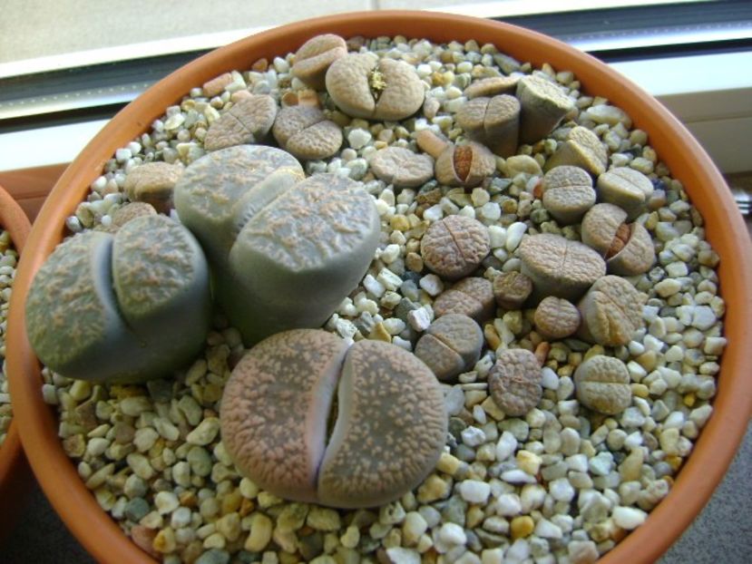 Lithops - Suculente 2017