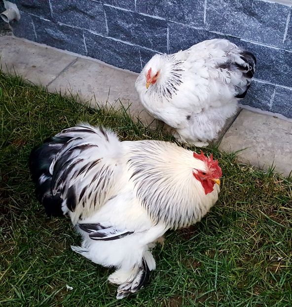  - 30_COCHINCHINA PITIC HERMINAT DESCHIS-2021