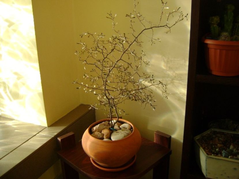 Corokia cotoneaster - Bonsai si prebonsai 2016-2017