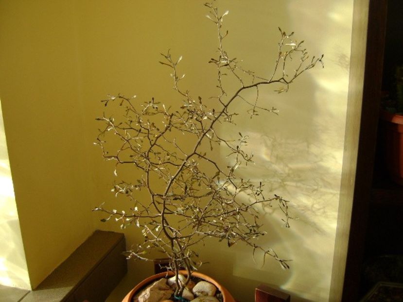 Corokia cotoneaster - Bonsai si prebonsai 2016-2017