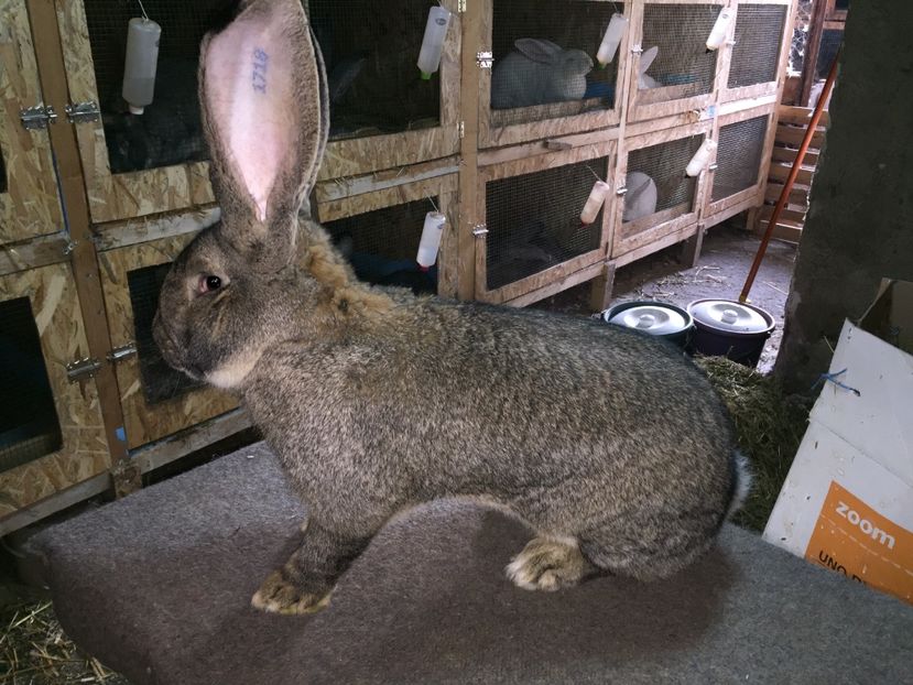 11 luni...9 Kg - RO 8-1718