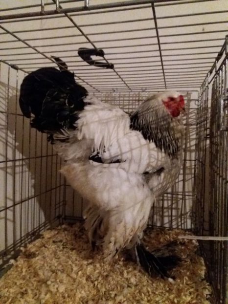  - Brahma herminat deschis 2018