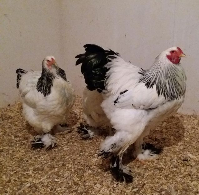  - Brahma herminat deschis 2018