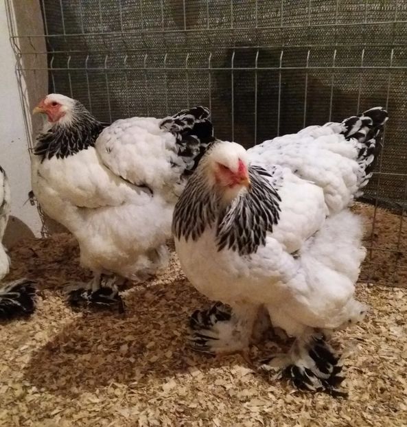  - Brahma herminat deschis 2018