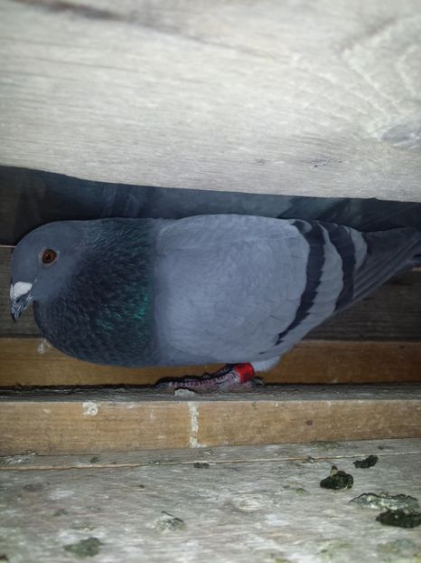 Albastru - MASCULI-VOIAJOR