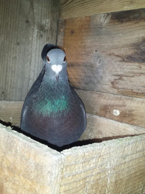 Stropit pe negru - MASCULI-VOIAJOR