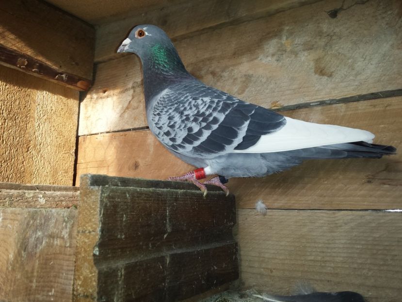 Bălțat - MASCULI-VOIAJOR