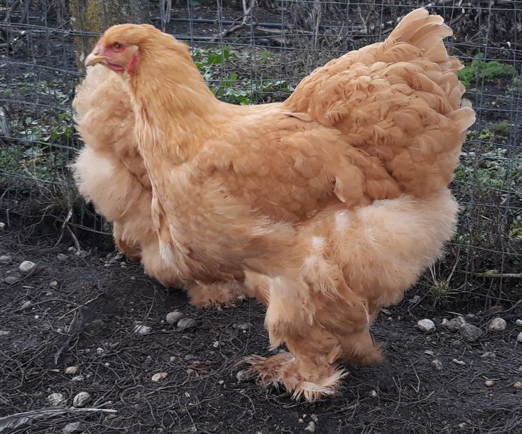  - Cochinchina galben