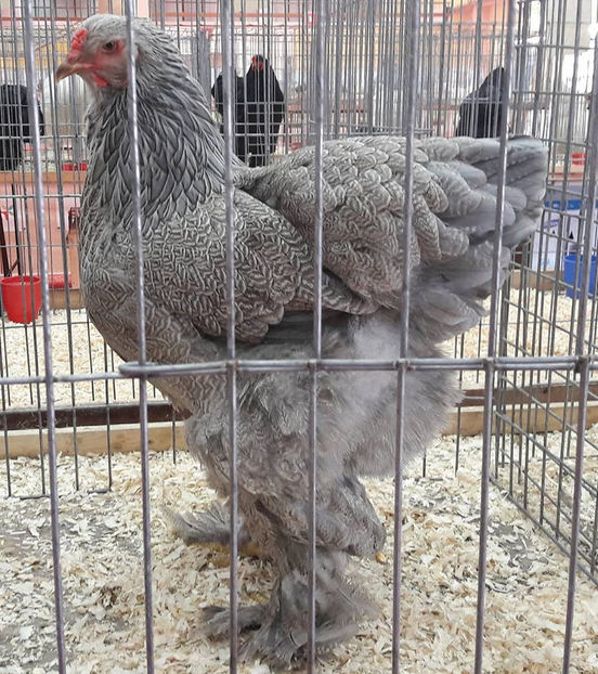 94p - 2017 - Pasarile mele la Expozitia Nationala