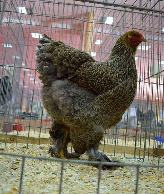 Campioana nationala 2017 - Pasarile mele la Expozitia Nationala