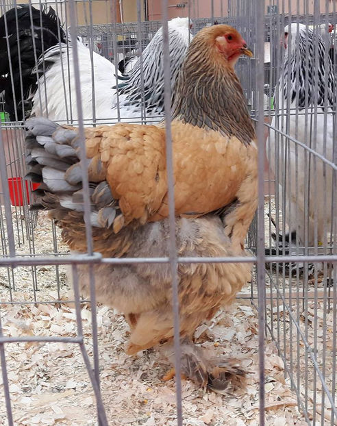 93p - 2017 - Pasarile mele la Expozitia Nationala