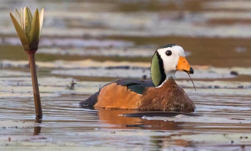  - Un fel de rai pe pământ!