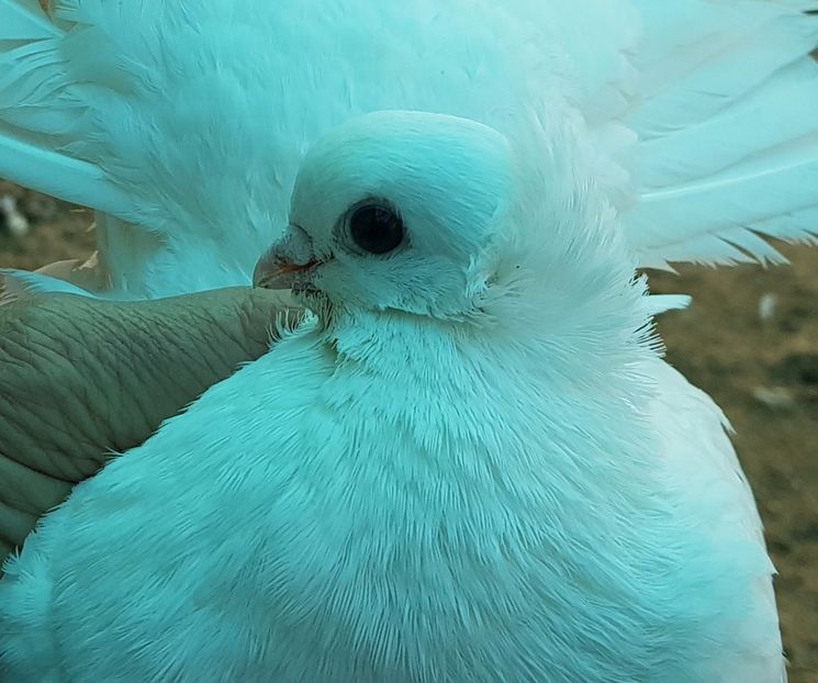 20171214_143429 (2) - 9--SIBERIENI