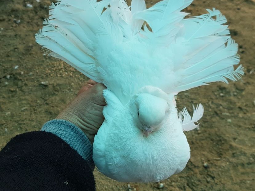 20171214_143503(0) - 9--SIBERIENI