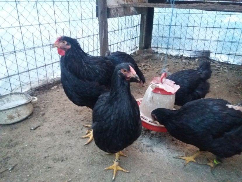  - Wyandotte Negru