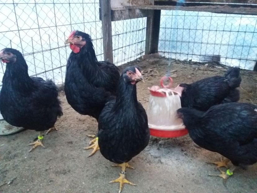  - Wyandotte Negru