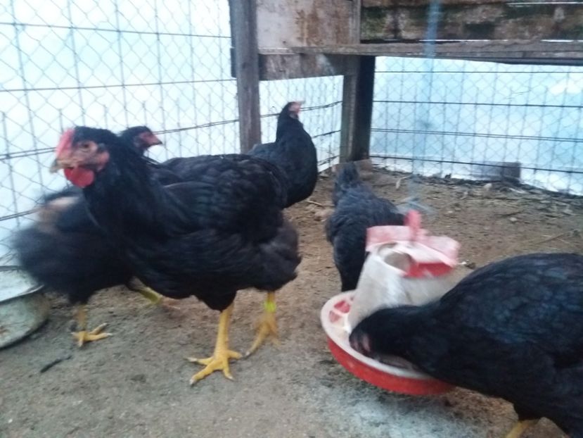  - Wyandotte Negru